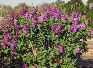 Lilac Ludwig Spaeth French Hybrid